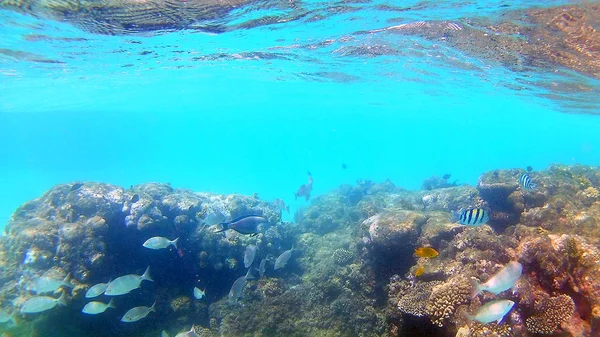 Akantnuridae Peixe Cirúrgico Seabreams Nadar Torno Recife Coral Colorido Brilhante — Fotografia de Stock