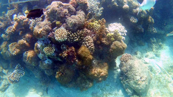 Balık Cerrahi Akantnuridae Seabreams Parlak Renkli Mercan Kayalığı Hurghada Mısır — Stok fotoğraf