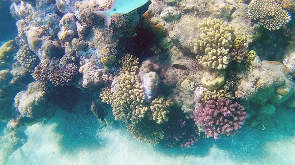 鱼外科 Akantnuridae 鲷和周围明亮的彩色珊瑚礁在红海中 在水下游泳 — 图库照片