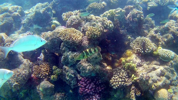 Akantnuridae Seabreams Nager Autour Récif Corallien Couleur Vive Dans Mer — Photo