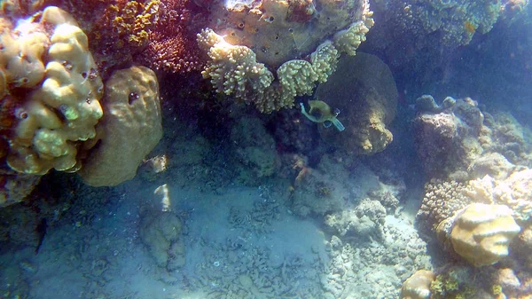 Риба Хірургічні Akantnuridae Seabreams Плавати Навколо Яскраві Кольорові Кораловий Риф — стокове фото