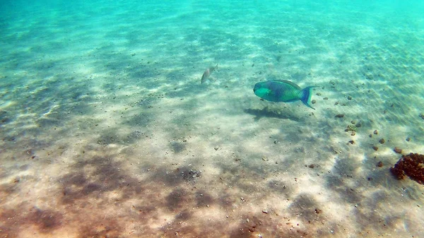 Pesce Chirurgico Akantnuridae Seabreams Nuotare Intorno Una Barriera Corallina Colore — Foto Stock