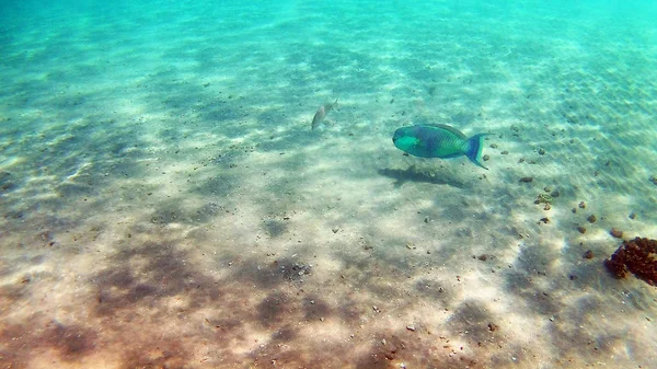 Akantnuridae Seabreams Nager Autour Récif Corallien Couleur Vive Dans Mer — Photo