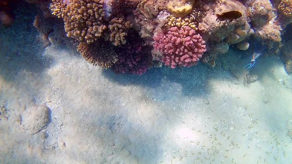 魚手術 Akantnuridae Seabreams と紅海ハルガダ エジプト 水の下で明るい色のサンゴ礁を泳ぐ — ストック写真