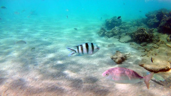 鱼外科 Akantnuridae 鲷和周围明亮的彩色珊瑚礁在红海中 在水下游泳 — 图库照片