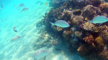 Balık cerrahi Akantnuridae, Seabreams ve parlak renkli mercan kayalığı Hurghada, Mısır, güneş ışığı, su altında dalgalar Red Sea'deki/daki yüzüp.