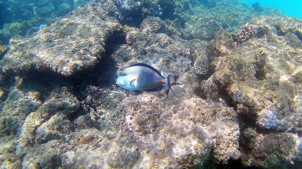 Рыбохирургические Akantnuridae Морские Потоки Плавать Вокруг Яркого Цветного Кораллового Рифа — стоковое фото