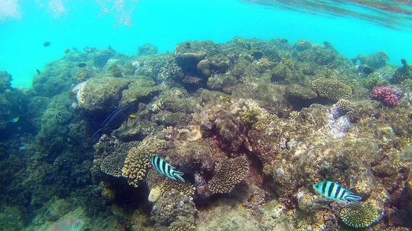 Риба Хірургічні Akantnuridae Seabreams Плавати Навколо Яскраві Кольорові Кораловий Риф — стокове фото