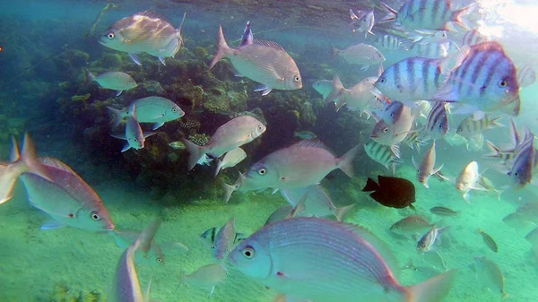 Fisch Chirurgische Akantnuridae Meerbrassen Und Schwimmen Ein Farbenfrohes Korallenriff Roten — Stockfoto