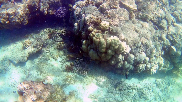 Akantnuridae Peixe Cirúrgico Seabreams Nadar Torno Recife Coral Colorido Brilhante — Fotografia de Stock