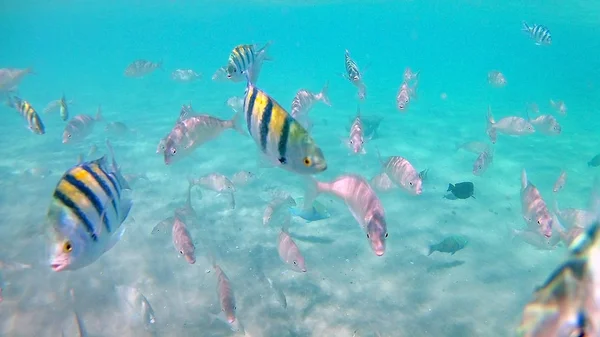 Akantnuridae Peixe Cirúrgico Seabreams Nadar Torno Recife Coral Colorido Brilhante — Fotografia de Stock