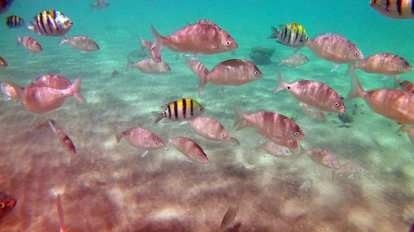 Akantnuridae Peixe Cirúrgico Seabreams Nadar Torno Recife Coral Colorido Brilhante — Fotografia de Stock