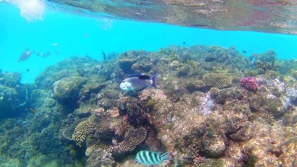 Рыбохирургические Akantnuridae Морские Потоки Плавать Вокруг Яркого Цветного Кораллового Рифа — стоковое фото