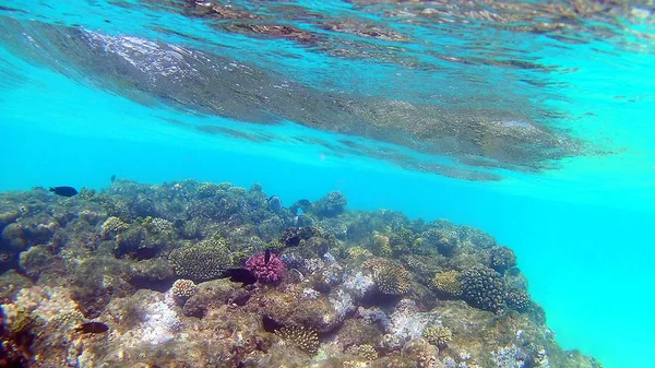 Akantnuridae Seabreams Nager Autour Récif Corallien Couleur Vive Dans Mer — Photo