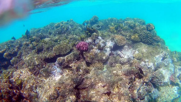 Pesce Chirurgico Akantnuridae Seabreams Nuotare Intorno Una Barriera Corallina Colore — Foto Stock