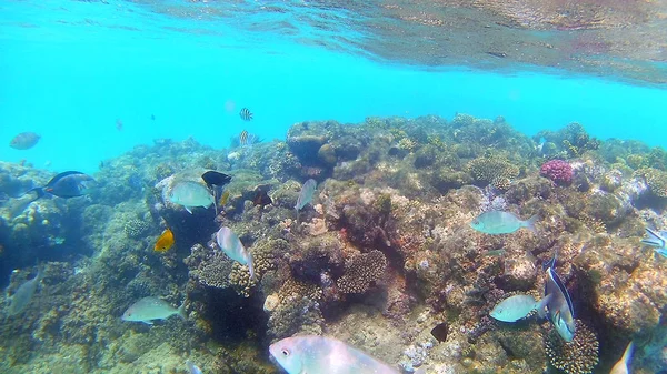 Ryby Chirurgické Akantnuridae Počátky Plavat Kolem Světlé Barevné Korálové Útesy — Stock fotografie