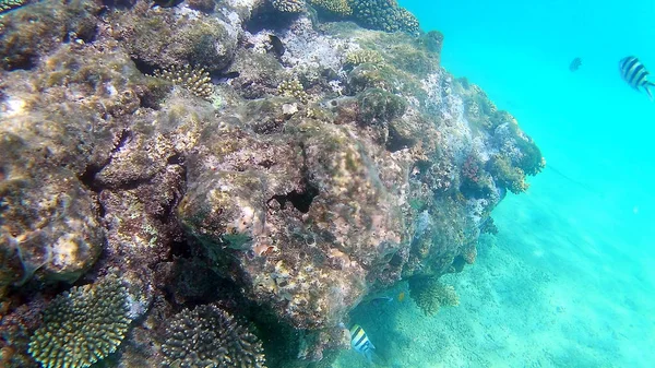 Риба Хірургічні Akantnuridae Seabreams Плавати Навколо Яскраві Кольорові Кораловий Риф — стокове фото