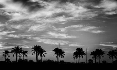 Palmiye ağaçları ile günbatımı, siluet manzara. Egypt.Sharm el Şeyh. Tek renkli fotoğraf, siyah ve beyaz.