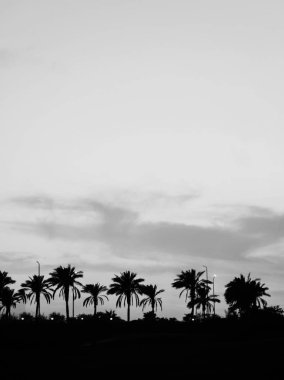 Palmiye ağaçları ile günbatımı, siluet manzara. Egypt.Sharm el Şeyh. Tek renkli fotoğraf, siyah ve beyaz.