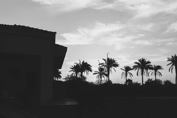 Krajobraz Palmami Zachód Słońca Sylwetka Egypt Sharm Sheikh Monochromatycznych Fotografii — Zdjęcie stockowe