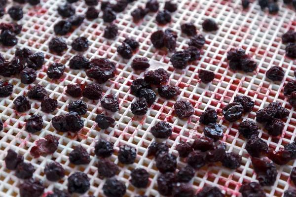 Kersen Een Dehydrator Droger Gedroogd Een Manier Het Behoud Van — Stockfoto