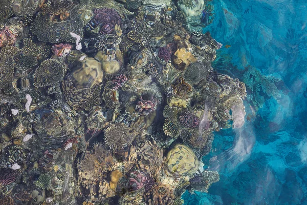 水を介して紅海の魚とサンゴ礁のビュー トップ ビュー コピー スペース フラットを置く — ストック写真
