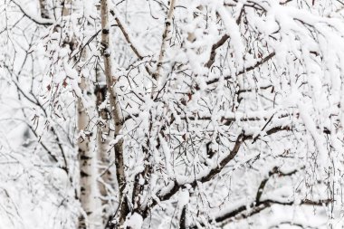 Kar, kalın bir tabaka altında bir huş ağacı dalları yakın çekim.