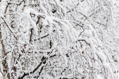 Kar, kalın bir tabaka altında bir huş ağacı dalları yakın çekim.
