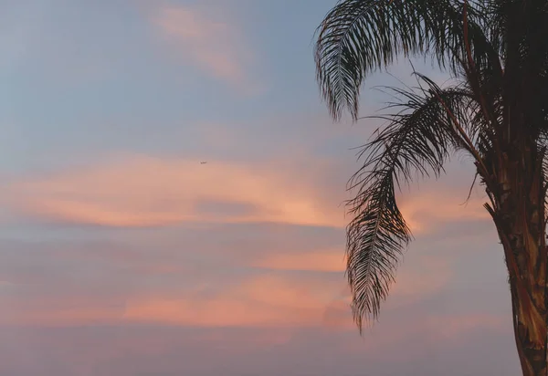 Paysage Avec Palmiers Coucher Soleil Silhouette Egypte Sharm Sheikh — Photo