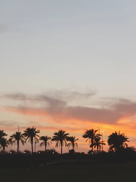 Paysage Avec Palmiers Coucher Soleil Silhouette Egypte Sharm Sheikh — Photo