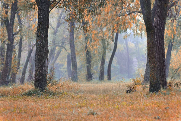 Sonbahar Ilkbahar Sisli Sabah Ile Ormanın Derinliklerinde Manzara Sarı Turuncu — Stok fotoğraf