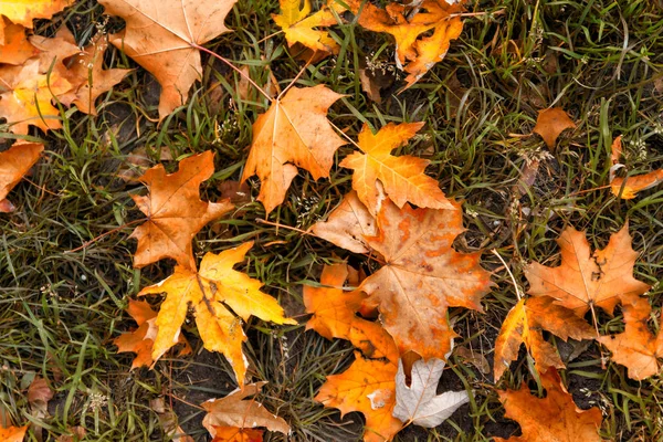 Pozadí Červenožlutooranžových Podzimních Javorových Listů Zelené Trávě Horní Pohled Koncept — Stock fotografie
