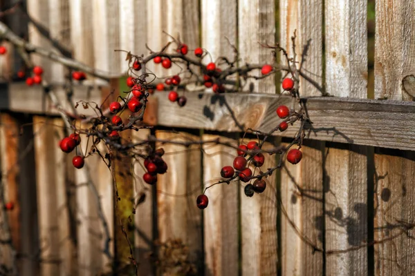 Red autumn berries on a branch on a wooden old fence in the sunlight. Copy space.