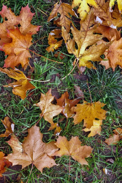 Achtergrond Van Rood Geel Oranje Herfst Esdoorn Bladeren Groen Gras — Stockfoto