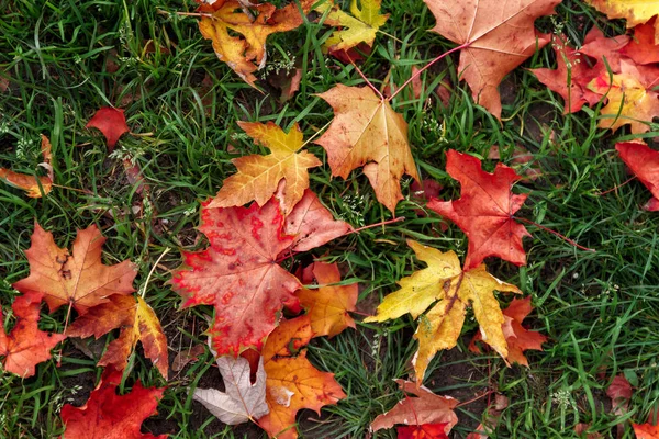Pozadí Červenožlutooranžových Podzimních Javorových Listů Zelené Trávě Horní Pohled Koncept — Stock fotografie