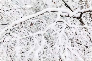 Kar, kalın bir tabaka altında bir huş ağacı dalları yakın çekim.