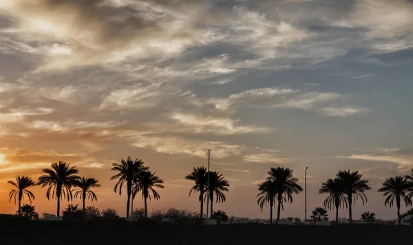 Paisaje Con Palmeras Puesta Sol Silueta Egipto Sharm Sheikh —  Fotos de Stock