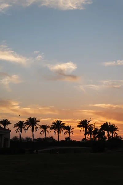 Paysage Avec Palmiers Coucher Soleil Silhouette Egypte Sharm Sheikh — Photo