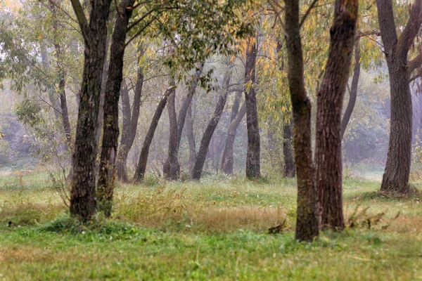 Sonbahar Ilkbahar Sisli Sabah Ile Ormanın Derinliklerinde Manzara Sarı Turuncu — Stok fotoğraf