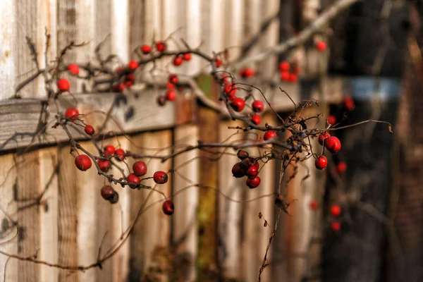 Red autumn berries on a branch on a wooden old fence in the sunlight. Copy space.