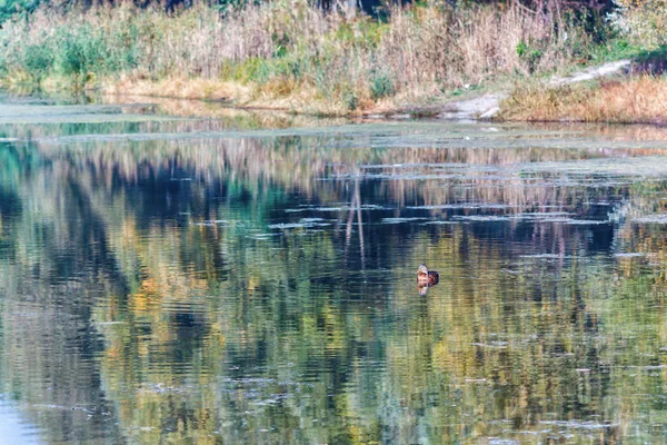 Paisaje Patos Salvajes Nadan Sobre Lago Forestal Contexto Los Árboles —  Fotos de Stock