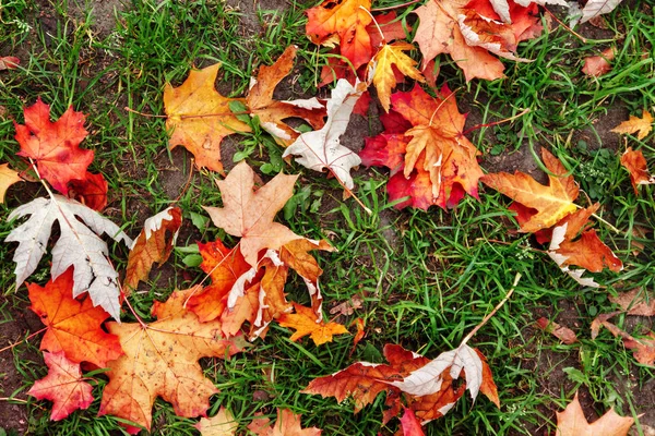 Achtergrond Van Rood Geel Oranje Herfst Esdoorn Bladeren Groen Gras — Stockfoto