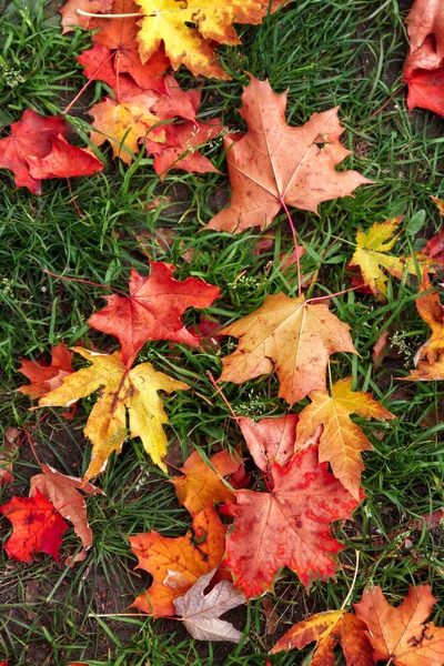 Background Red Yellow Orange Autumn Maple Leaves Green Grass Top — Stock Photo, Image