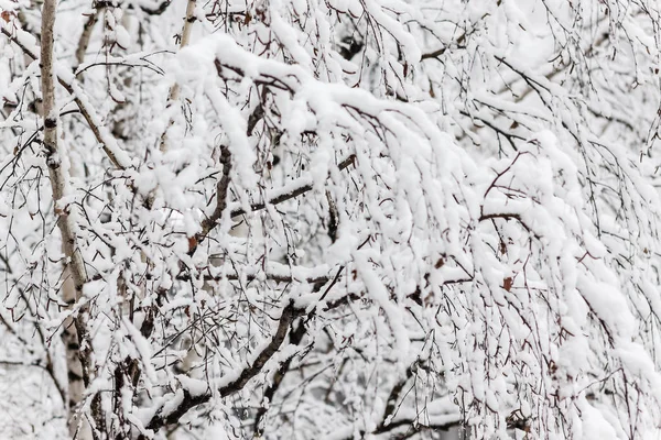 Gałęzie Brzozy Pod Grubą Warstwą Śniegu Zbliżenie — Zdjęcie stockowe
