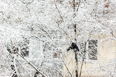 İki karga kuşu, çok katlı bir evin arka planında karlı bir ağaçta oturur..