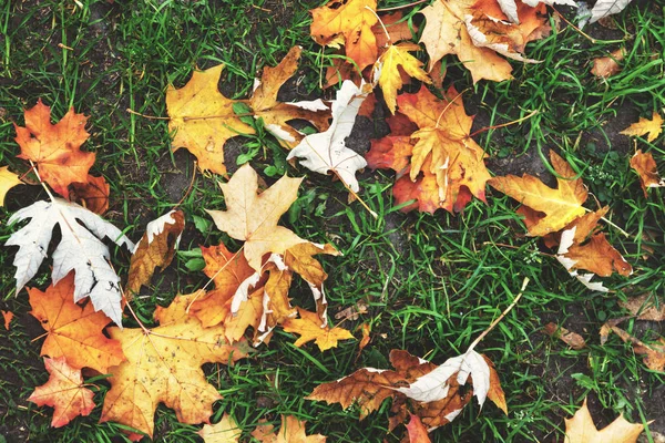 红黄橙色的秋天枫叶背景在绿草上 顶部视图 健康的生活方式的概念 在空气中漫步 复古胶卷调色 — 图库照片
