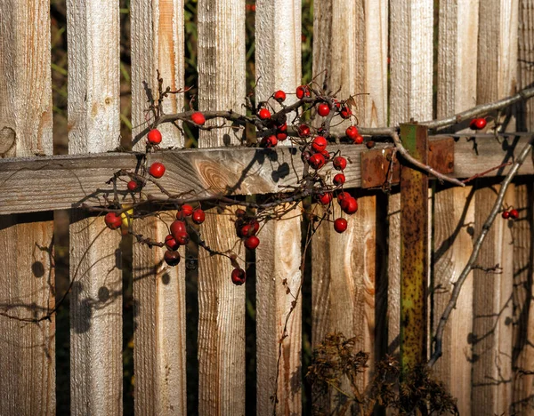 Des Baies Rouges Automne Sur Une Branche Sur Une Vieille — Photo