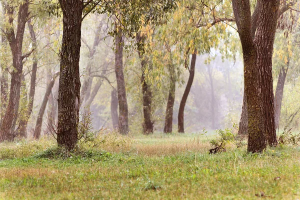 Krajina Podzimní Jarní Mlhavé Ráno Lese Žluté Listy Oranžové — Stock fotografie
