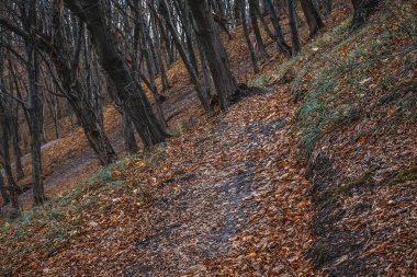 Tepeler ve güneş ışınları eğik büyümek sarı ağaçları ile bir parkta sonbahar manzara aralarında geçmek