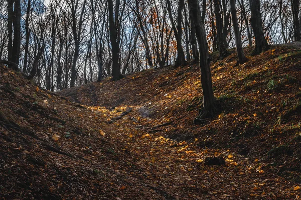 Mezi nimi proběhla podzimní krajinou v parku se žluté stromy, které rostou nakloněné na kopci a sluneční paprsky — Stock fotografie